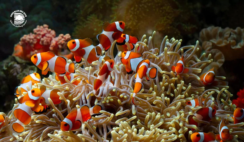 capture-the-magic-of-the-sea-with-our-lombok-underwater-photography-tour-68905ac1a2a3d