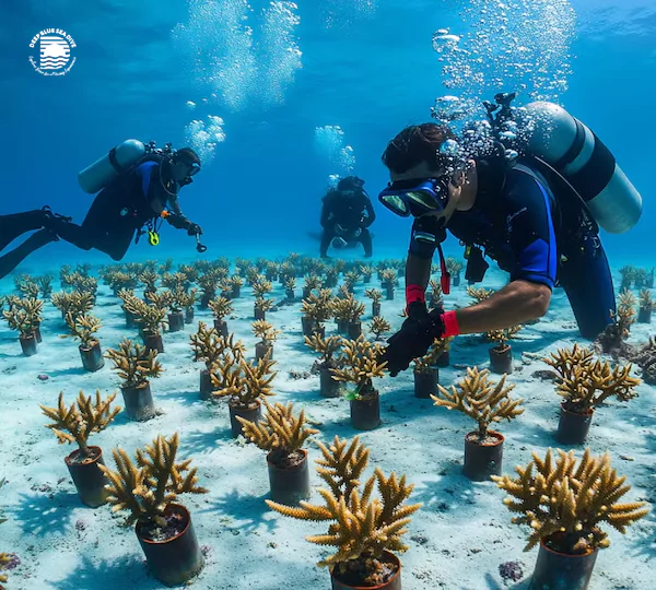 coral-planting-program-6891757ba075d