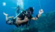 fun-dive-in-lombok-swim-with-turtles-explore-beautiful-coral-gardens-68905cff48cf1
