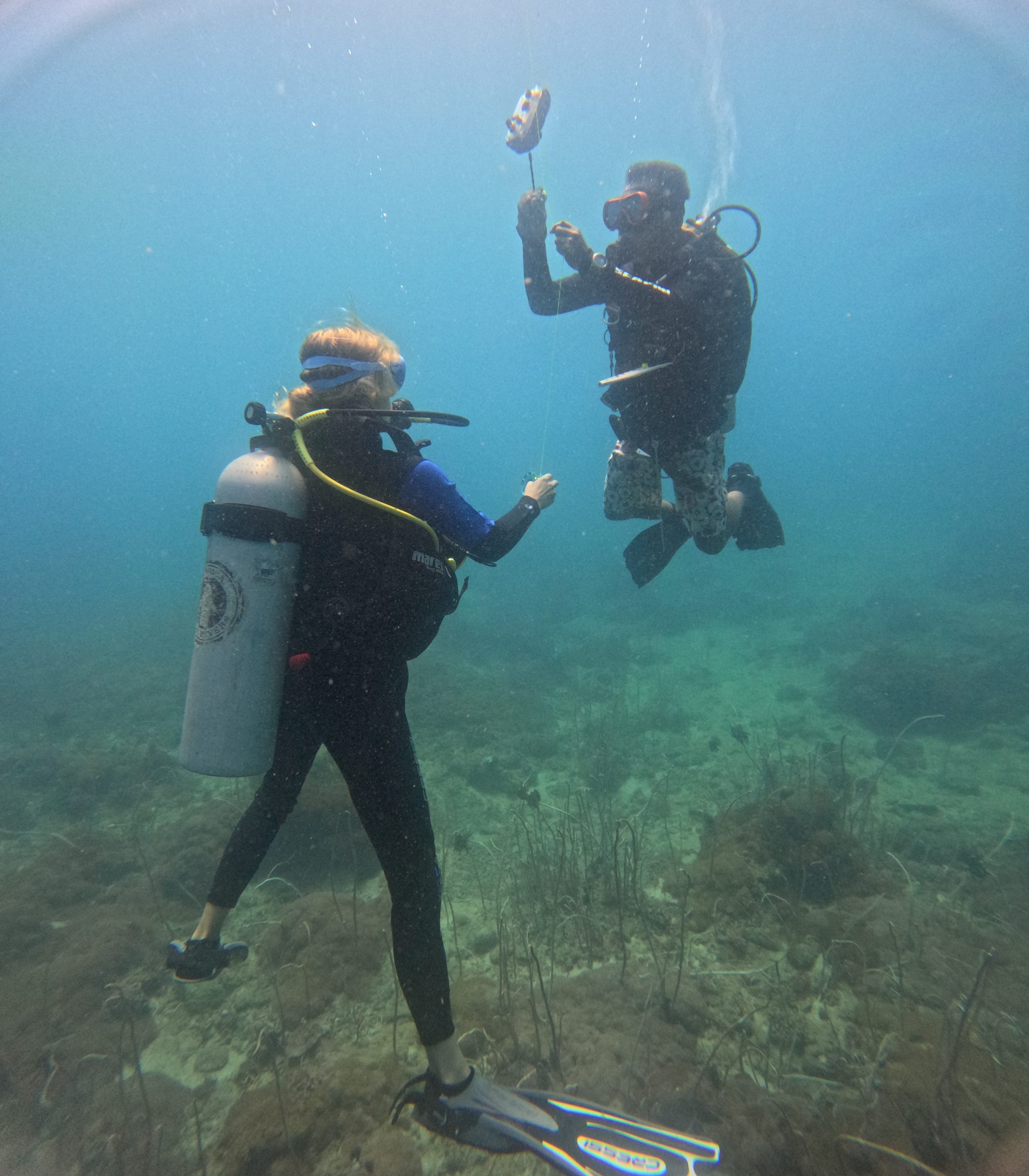 Learn diving skills through theory, shallow practice, and open sea dives, earning an internationally recognized diving certification.
