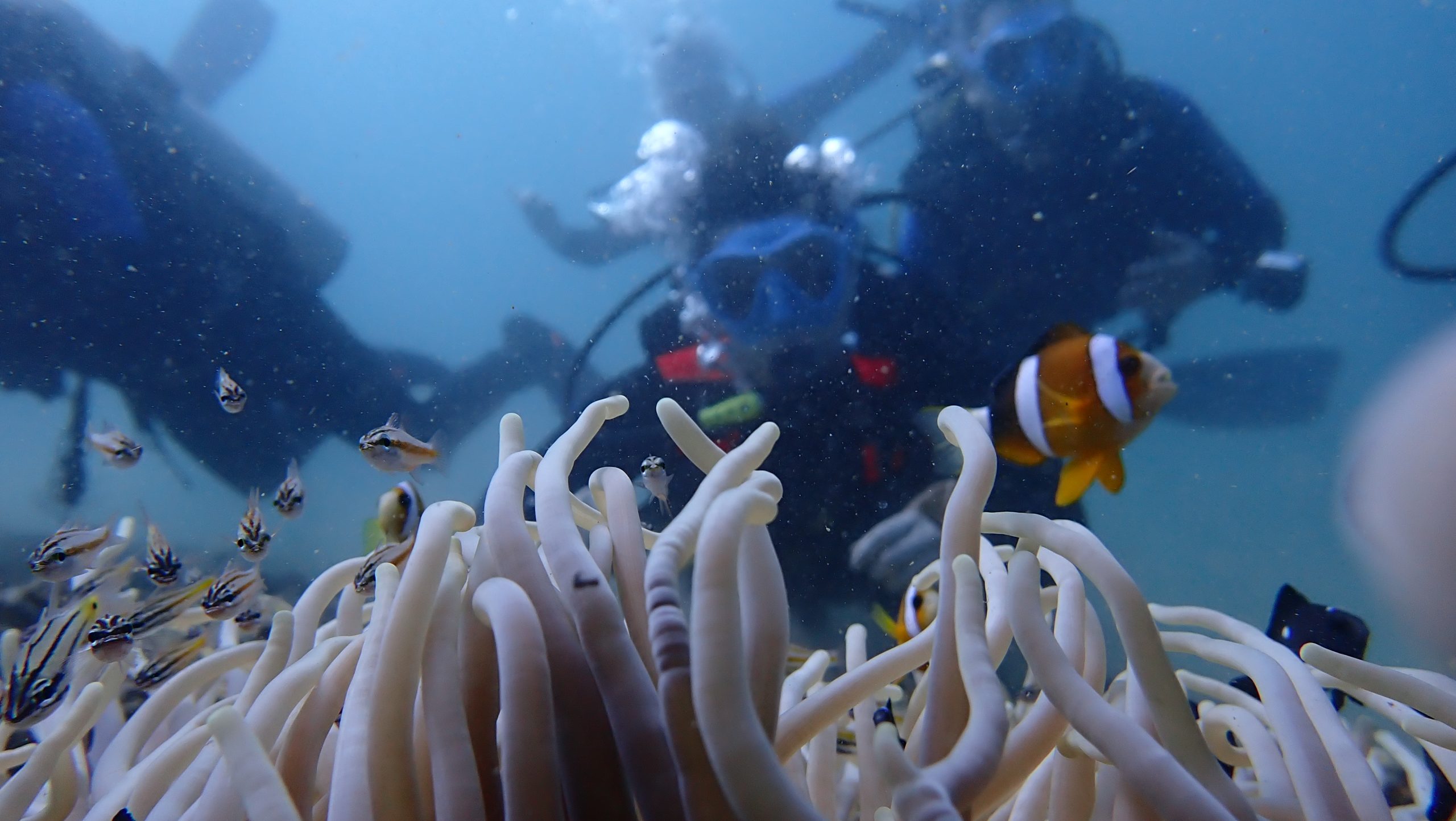 Experience the thrill of diving for beginners, exploring vibrant reefs under expert guidance in crystal-clear waters.