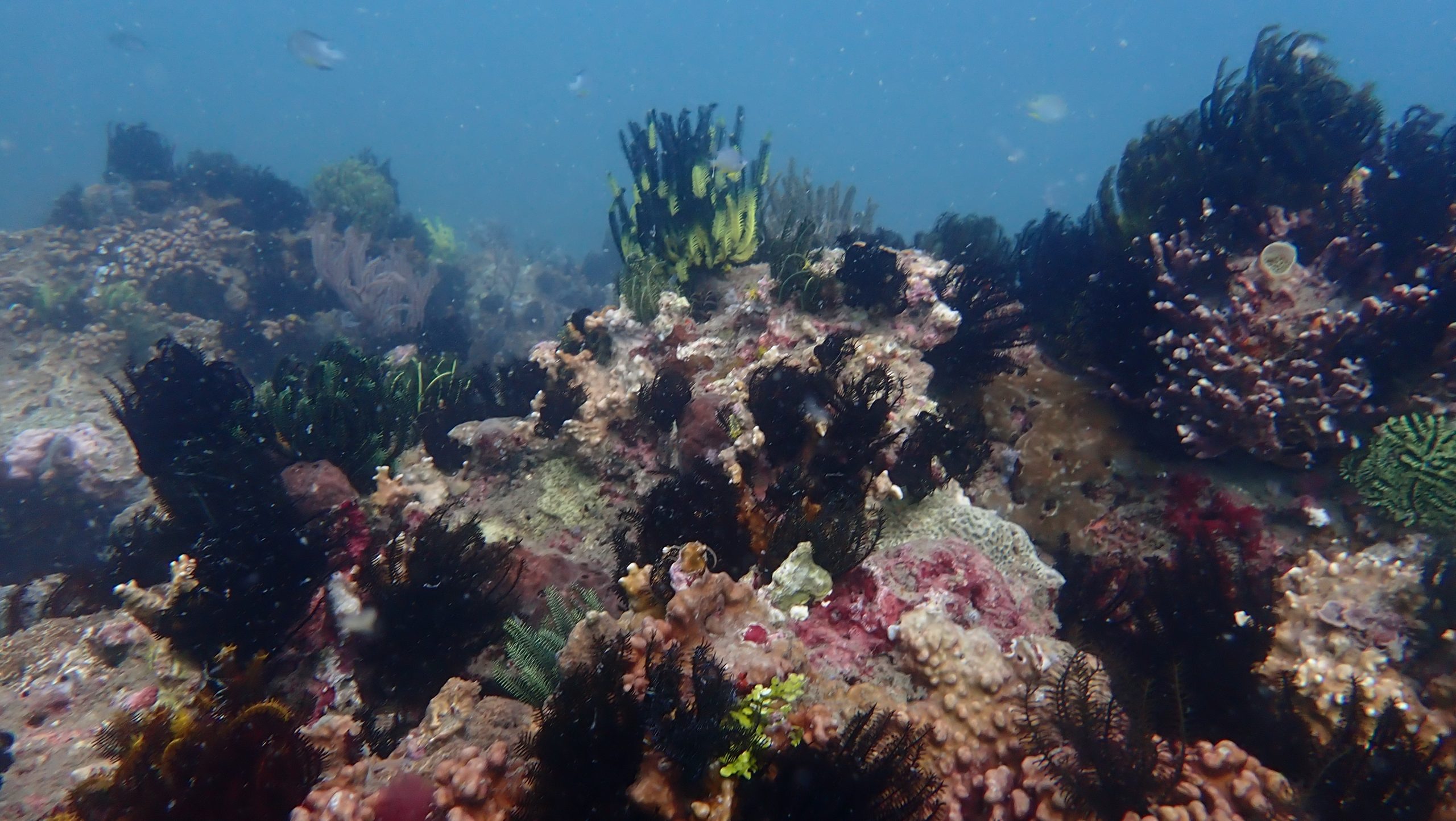 Join our conservation program, planting corals to help restore marine ecosystems for future generations.