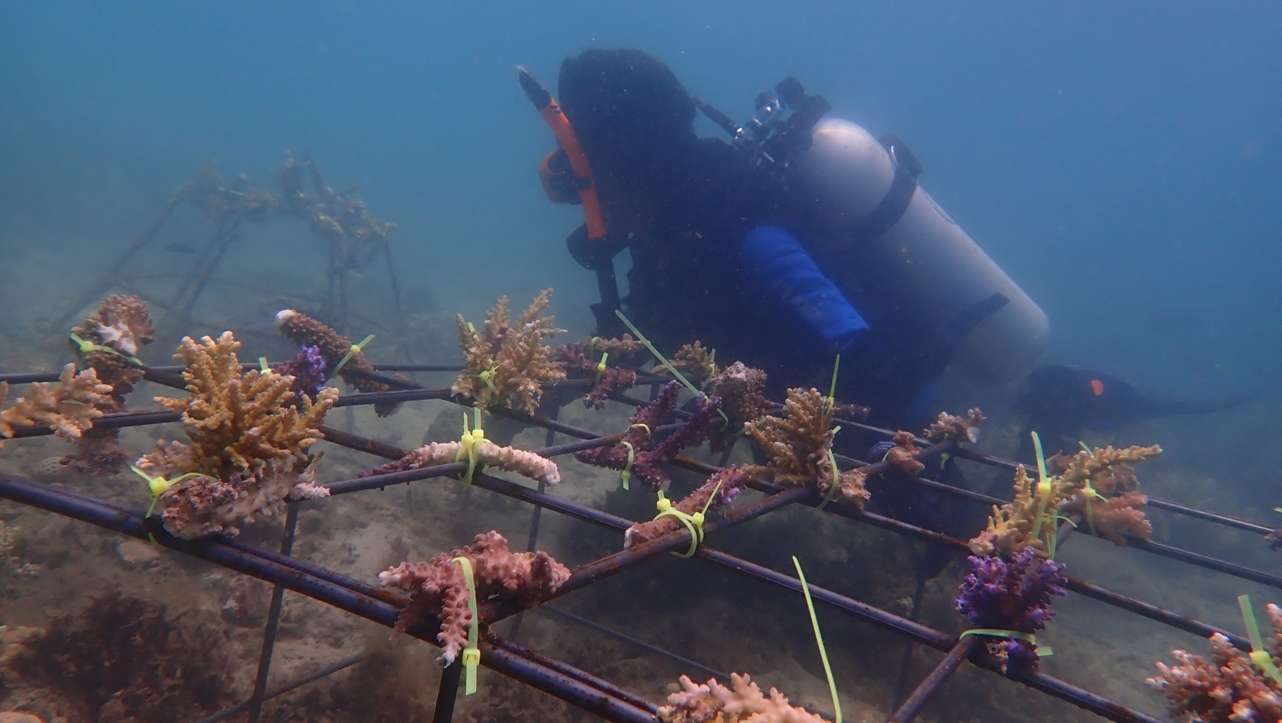 Capture stunning marine life with professional guidance at crystal-clear waters and vibrant reef locations.